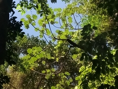 Cecropia schreberiana