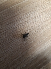 Otiorhynchus sulcatus