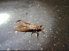 Abantiades argyrosticha