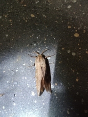 Abantiades argyrosticha