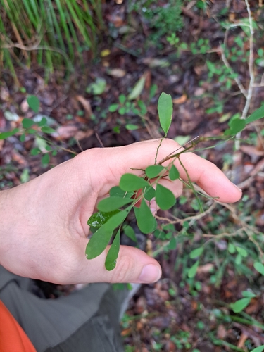 Synostemon albiflorus observed 2026-06-13