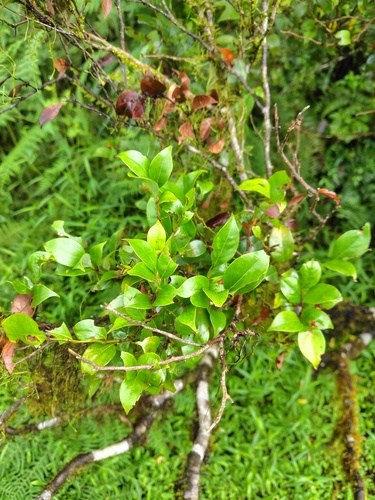 Vaccinium wrightii observed 2026-06-12