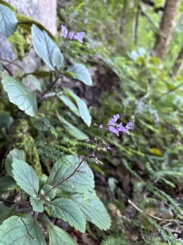 Plectranthus malvinus, photograph 1