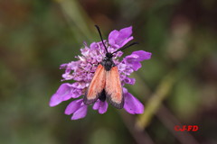 Zygaena rubicundus