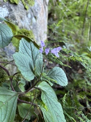 Plectranthus malvinus, photograph (c) Caroline Voget, some rights reserved (CC BY)