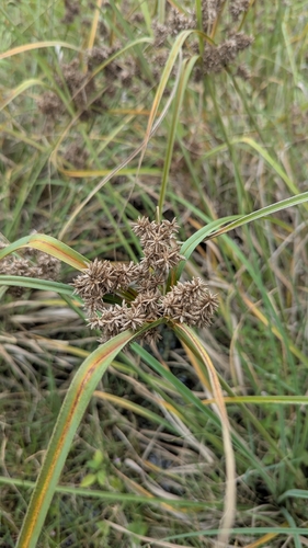 Cyperus javanicus, photograph 4