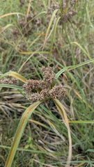 Cyperus javanicus, photograph (c) Cheng-Te Hsu, some rights reserved (CC BY)