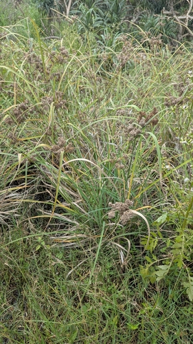Cyperus javanicus, photograph 5