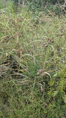 Cyperus javanicus, photograph (c) Cheng-Te Hsu, some rights reserved (CC BY)