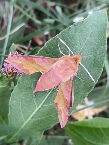 Small Elephant Hawkmoth
