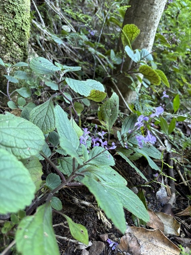 Plectranthus malvinus, photograph 3