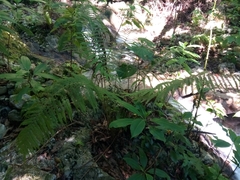 Pelazoneuron abruptum