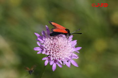 Zygaena rubicundus