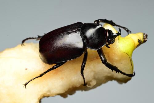 Siamese Rhinoceros Beetle