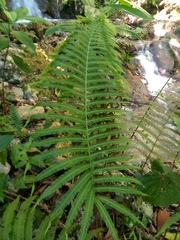 Pelazoneuron abruptum