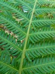 Pelazoneuron abruptum