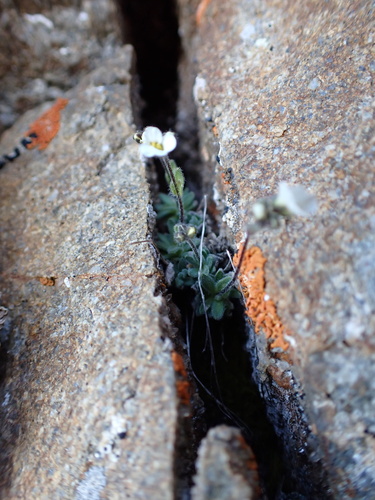 Draba dubia (Draba dubia)