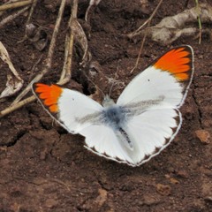 Colotis antevippe gavisa