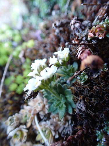Draba dubia, photograph 6