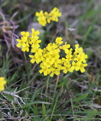 Draba sibirica