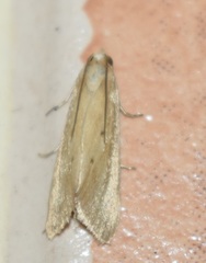 Schoenobiinae