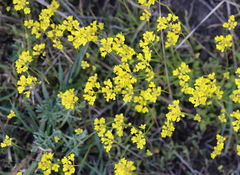 Draba sibirica
