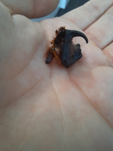 European Rhinoceros Beetle