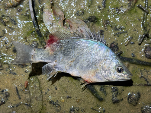 Welch's grunter (Bidyanus welchi) — Terapontidae — 2