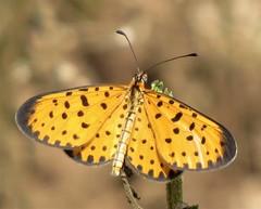 Pardopsis punctatissima