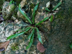 Goniopteris scolopendrioides