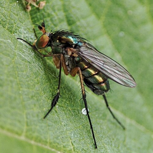 Dolichopus plumipes