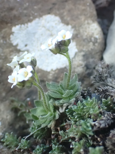 Draba dubia, photograph 3