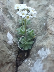 Draba dubia, photograph (c) Antoine MARNAT, some rights reserved (CC BY)