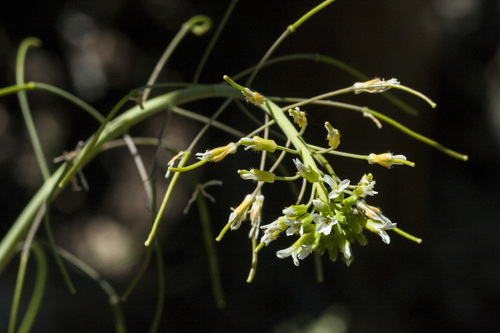 Flagstaff Rockcress (Boechera gracilipes)