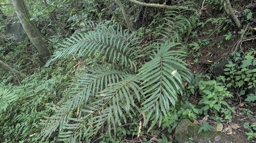 Osmunda banksiifolia, photograph 3