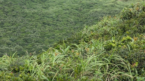 Freycinetia formosana, photograph 2