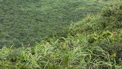 Freycinetia formosana, photograph (c) Cheng-Te Hsu, some rights reserved (CC BY)