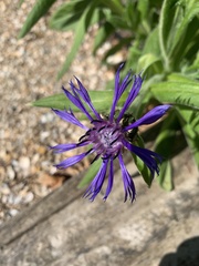 Centaurea montana