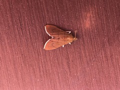Hyalobathra