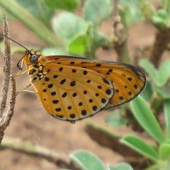Pardopsis punctatissima