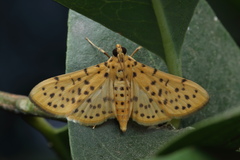 Conogethes punctiferalis