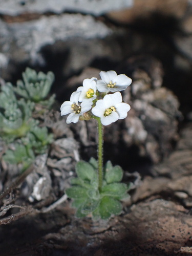 Draba dubia, photograph 2