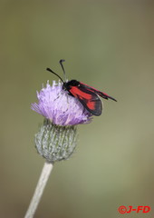 Zygaena punctum