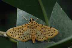 Conogethes punctiferalis