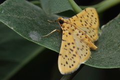 Conogethes punctiferalis