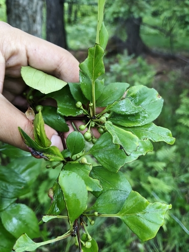 Rhamnus yoshinoi iNat (3)