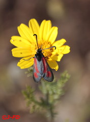 Zygaena punctum