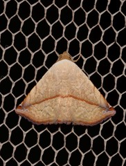 Eublemma perversicolor