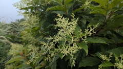 Wendlandia formosana, photograph (c) Cheng-Te Hsu, some rights reserved (CC BY)