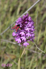 Zygaena punctum